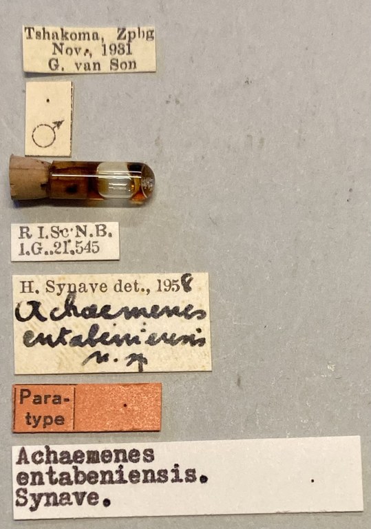 Achaemenes entabeniensis Pt Labels.jpeg