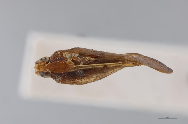Achaemenes eshowei Ht D.jpg