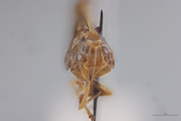 Achaemenes eshowei Ht F.jpg
