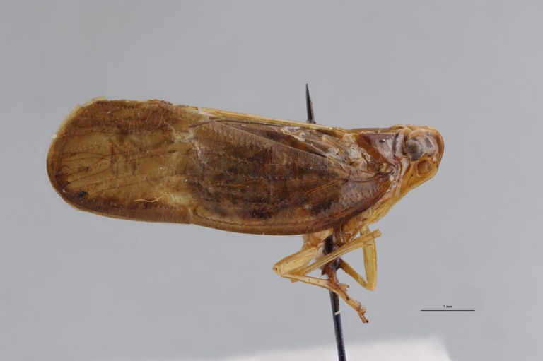 Achaemenes eshowei Ht L.jpg