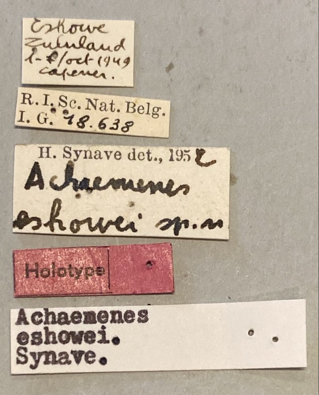 Achaemenes eshowei Ht Labels.jpeg