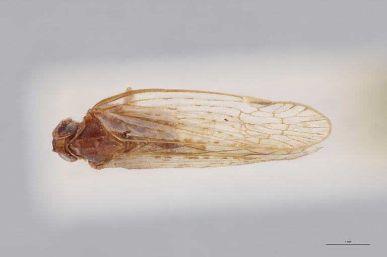 Achaemenes furciferens Ht D.jpg