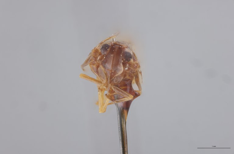 Achaemenes furciferens Ht F.jpg