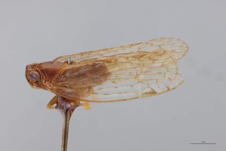 Achaemenes furciferens Ht L.jpg