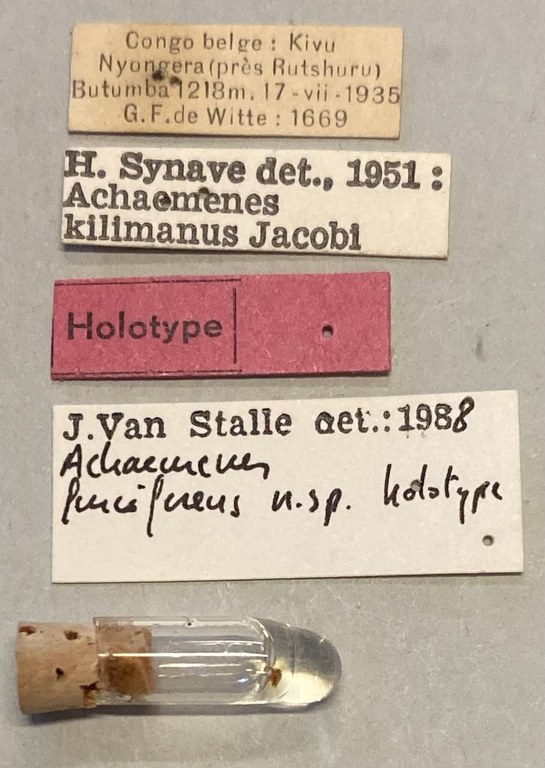 Achaemenes furciferens Ht Labels.jpeg
