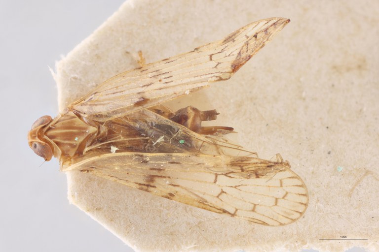 Achaemenes major D.jpg