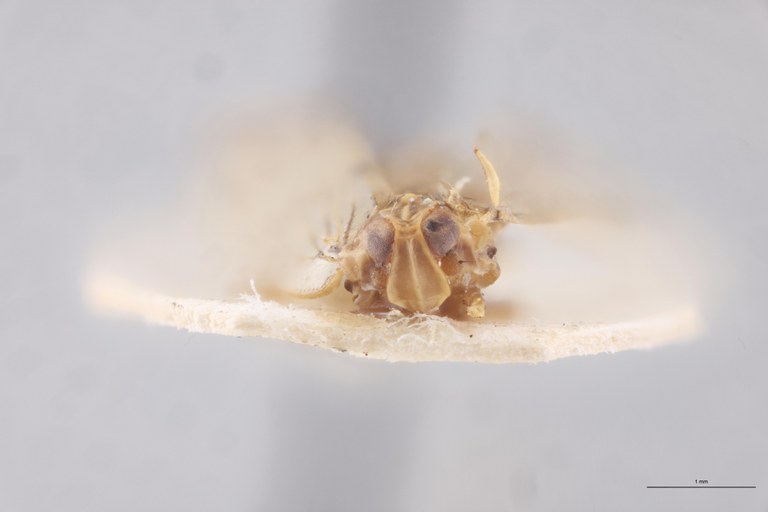 Achaemenes major F.jpg
