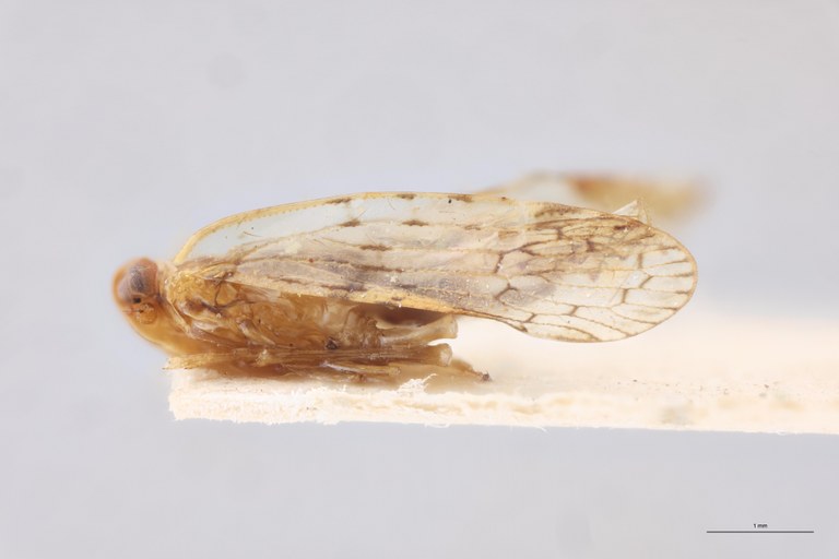 Achaemenes major L.jpg