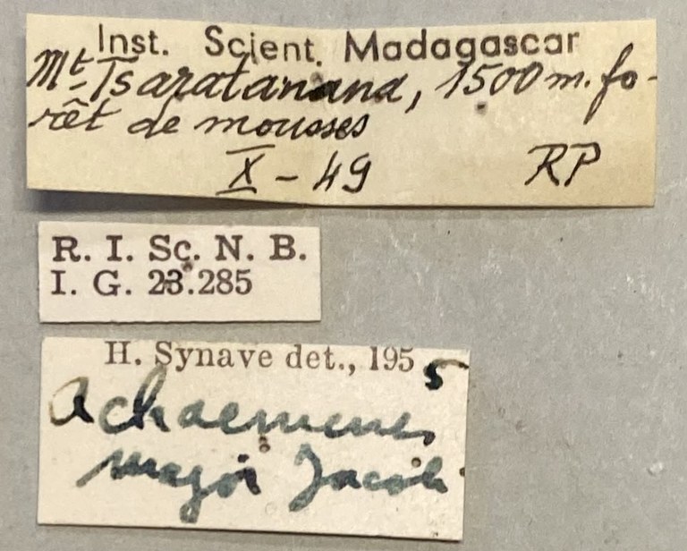 Achaemenes major Labels.jpeg