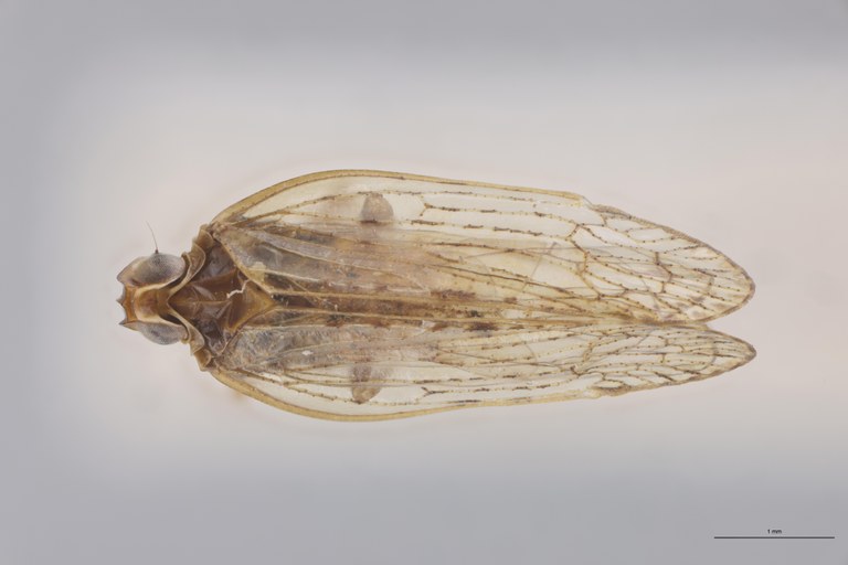 Achaemenes monticola Ht D.jpg