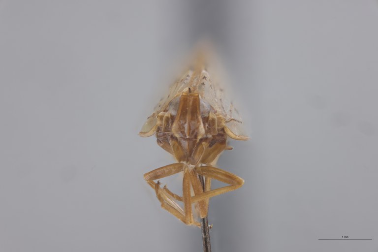 Achaemenes monticola Ht F.jpg