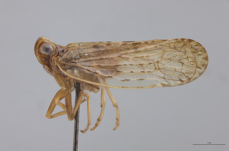 Achaemenes monticola Ht L.jpg