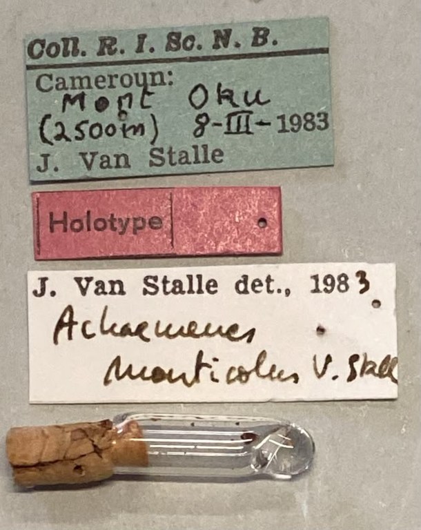 Achaemenes monticola Ht Labels.jpeg
