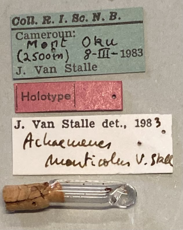 Achaemenes monticola Ht Labels.jpeg