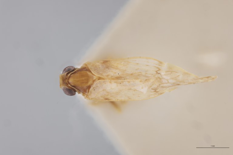 Achaemenes robinsoni M Pt D.jpg