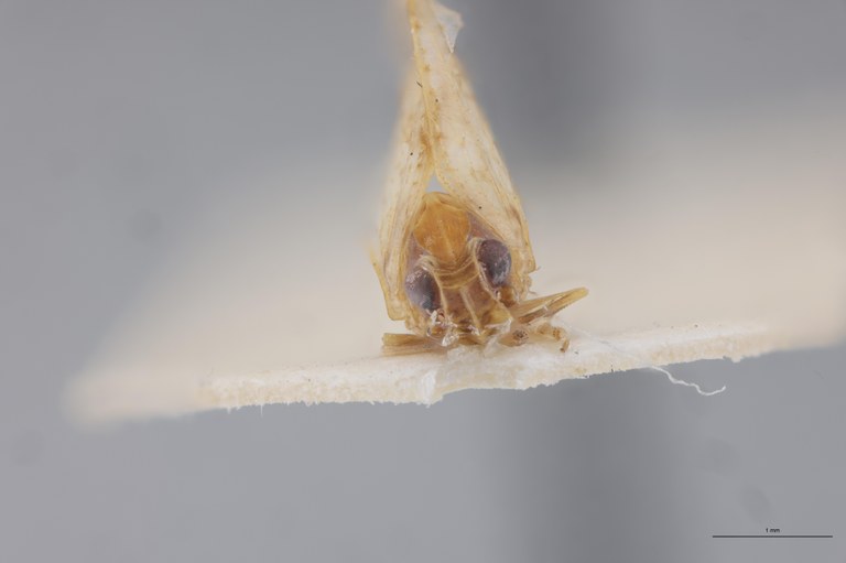 Achaemenes robinsoni M Pt F.jpg