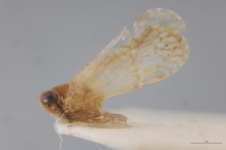 Achaemenes robinsoni M Pt L.jpg