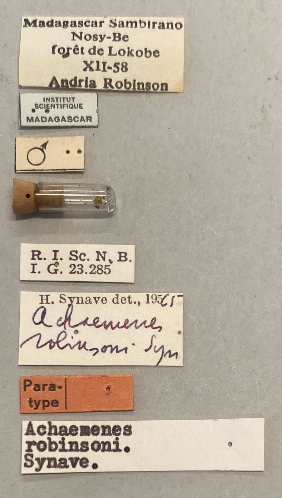Achaemenes robinsoni M Pt Labels.jpeg