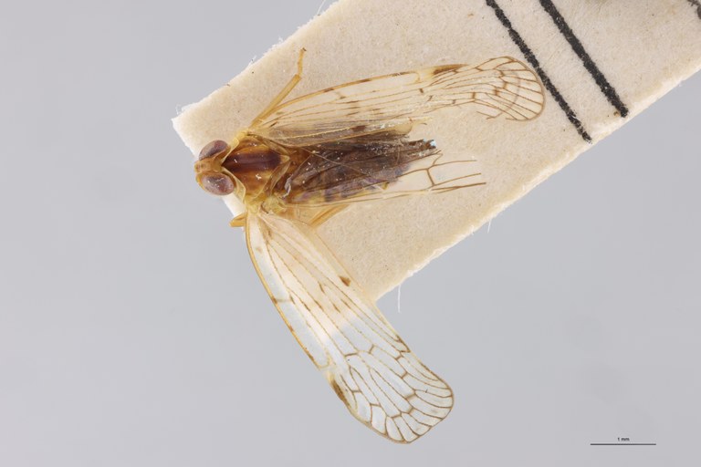 Achaemenes sakalava D.jpg