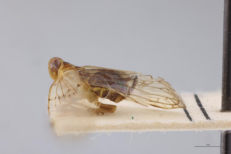 Achaemenes sakalava L.jpg