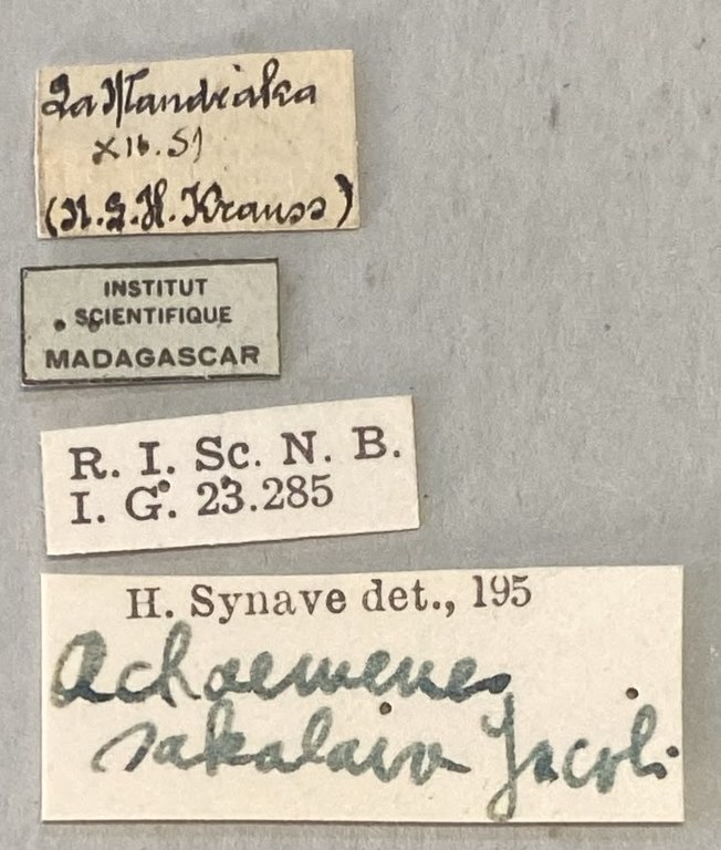 Achaemenes sakalava Labels.jpeg