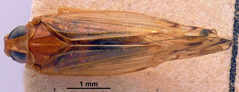 Eumyndus metcalfi pt D
