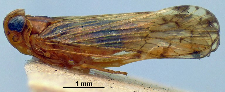 Eumyndus metcalfi pt L