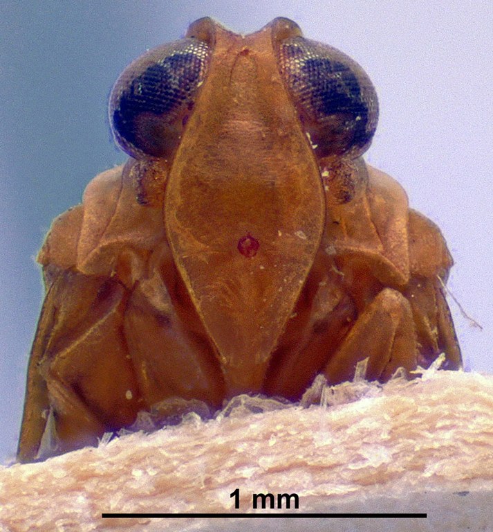 Eumyndus metcalfi pt F