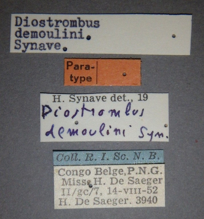 Diostrombus demoulini pt Lb.jpg