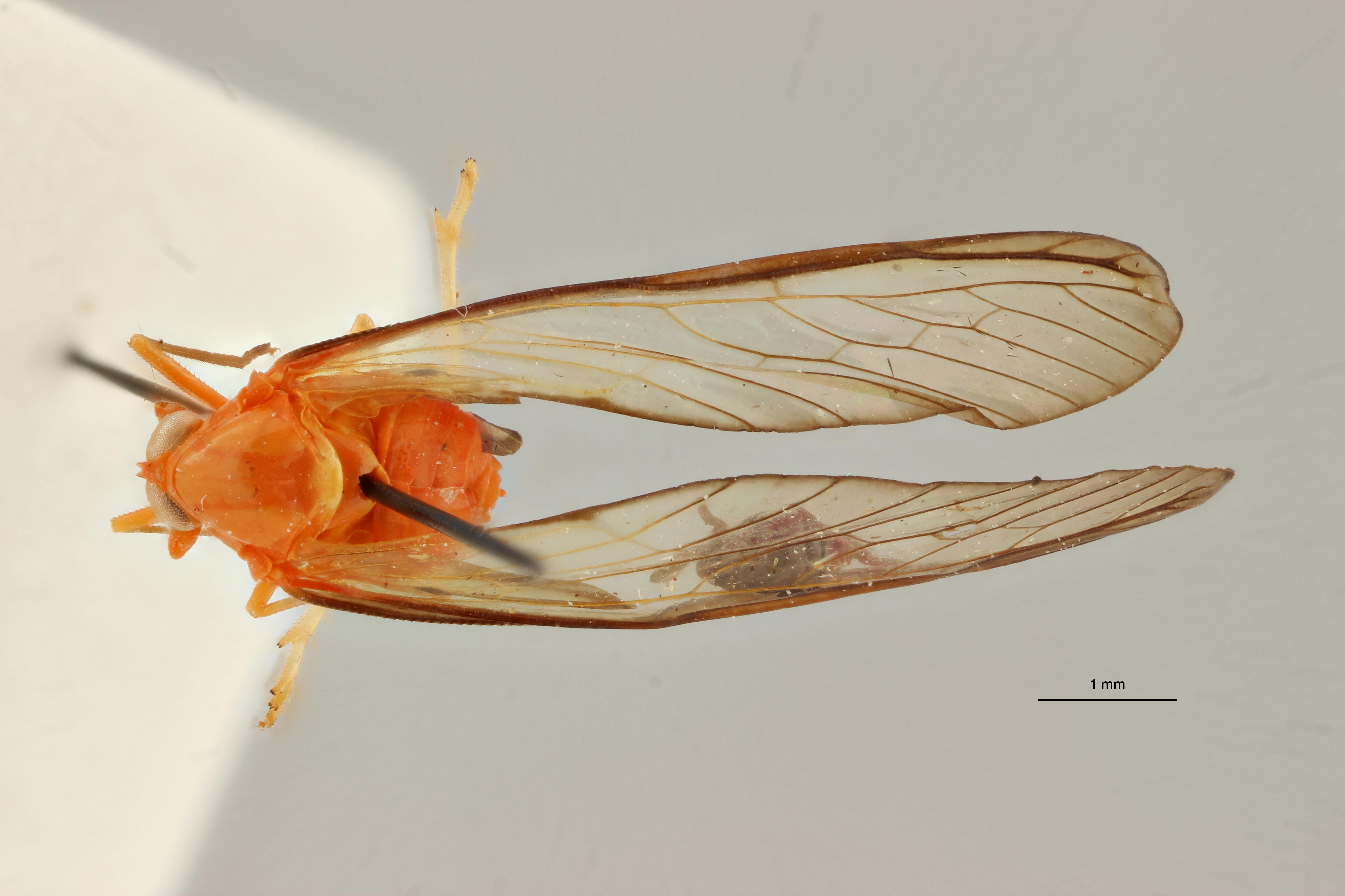 Diostrombus paulomaculatus pt D ZS PMax.jpg Scaled.jpeg