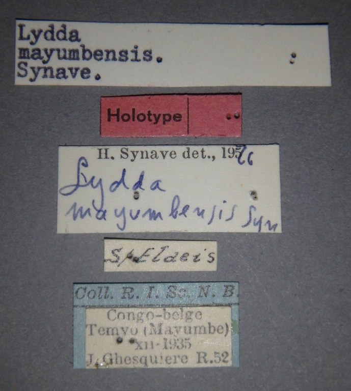 Lydda mayumbensis ht Lb.jpg