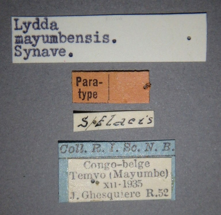 Lydda mayumbensis pt Lb.jpg