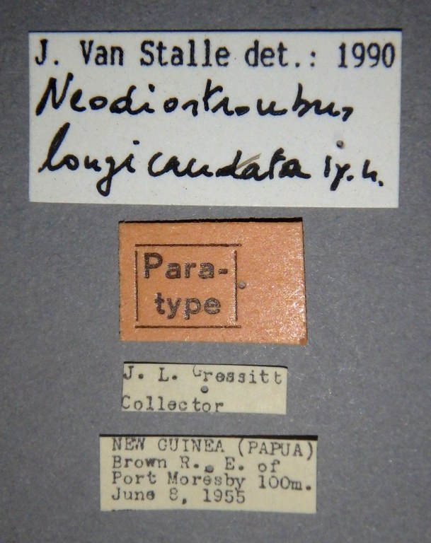 Neodiostrombus longicaudata pt Lb.jpg