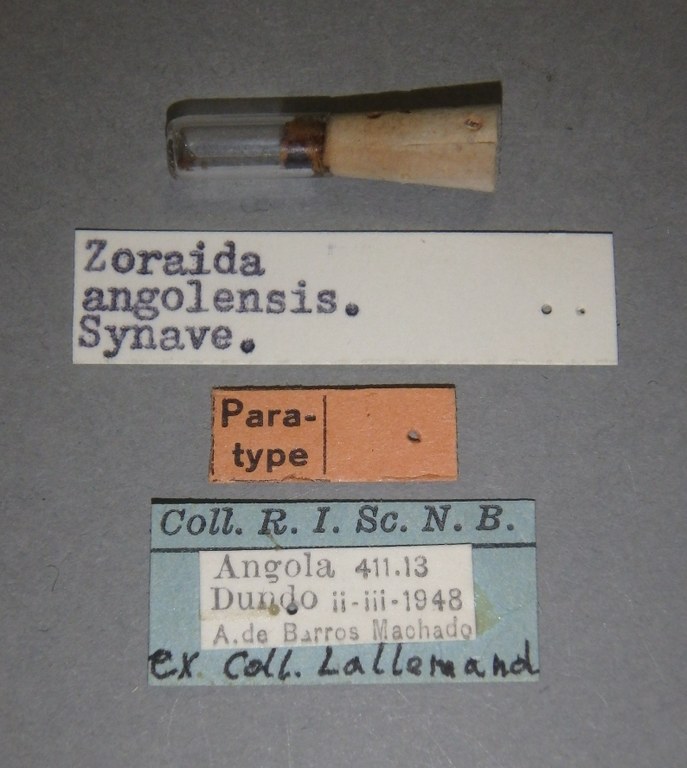Zoraida (Zoraida) angolensis pt Lb.jpg