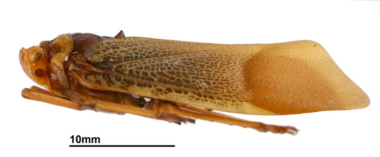 Polydictya javanensis Ht L