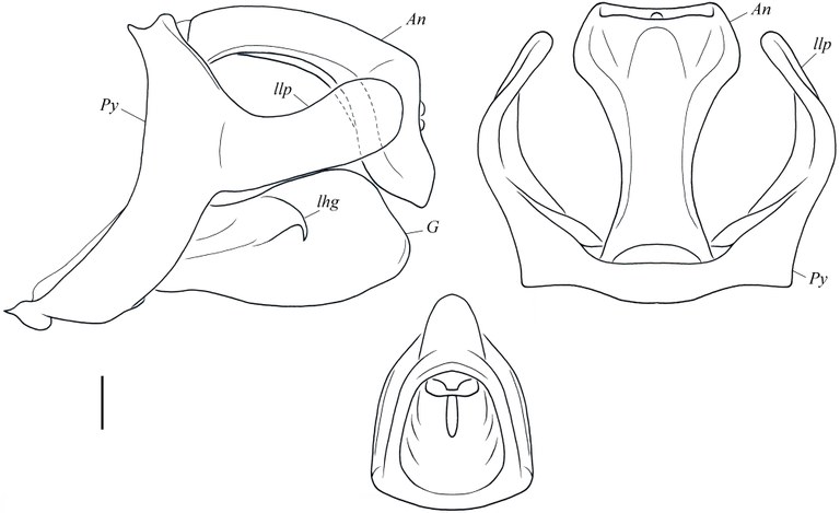 Polydictya robusta genitalia