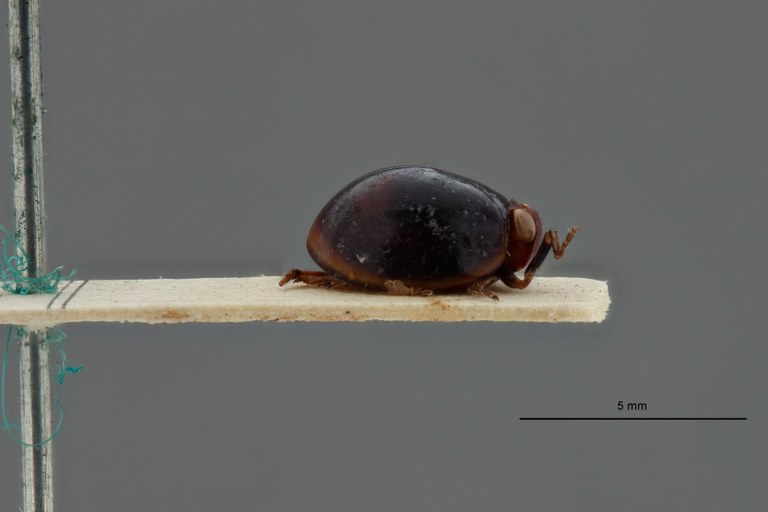 Hemisphaerius astridae t L.jpg