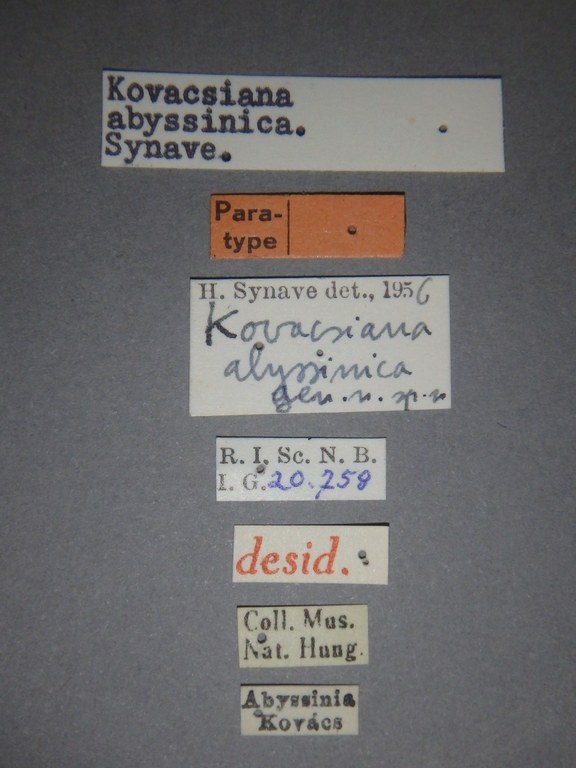 Kovacsiana abyssinica pt Lb.jpg
