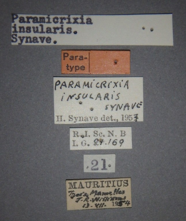 Paramicrixia insularis pt Lb.jpg
