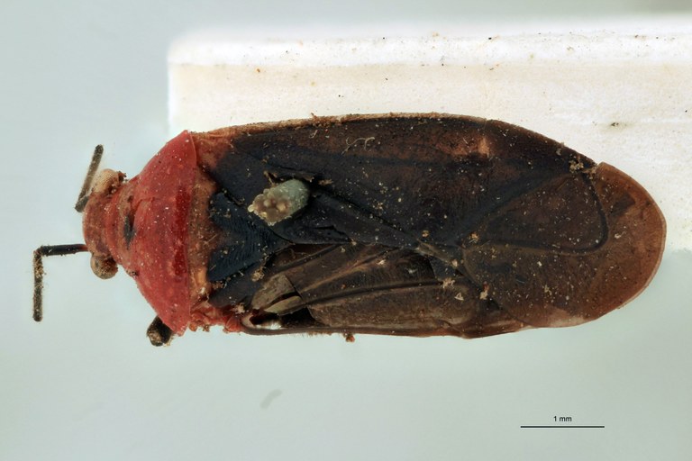 Aspidobothrus designatus Pt D.jpg