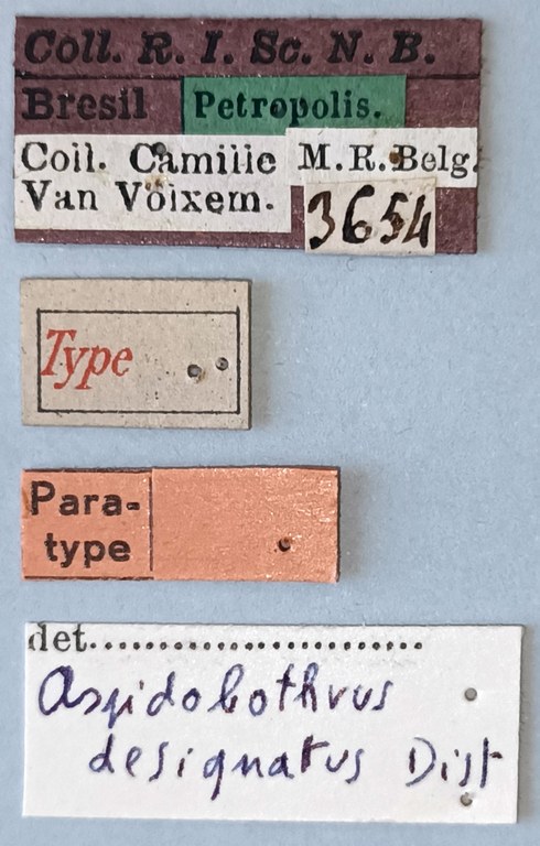 Aspidobothrus designatus Pt Labels.jpg