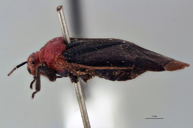 Aspidobothrus designatus Ht L.jpg