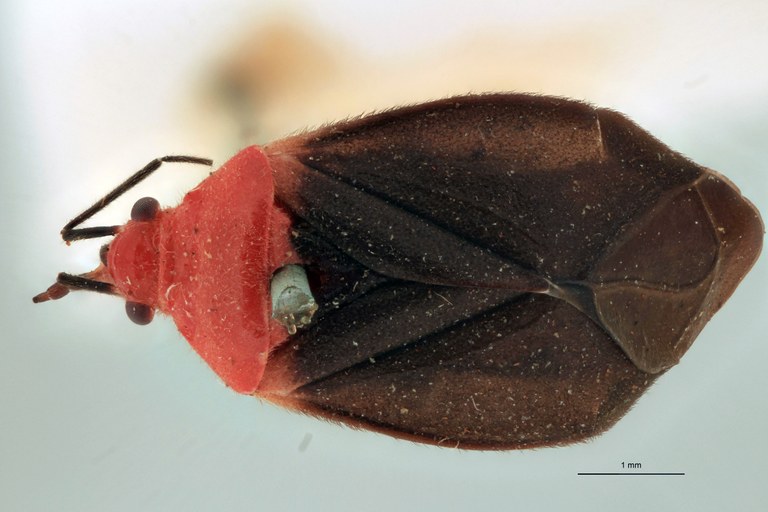 Aspidobothrus latipennis M Lt D.jpg