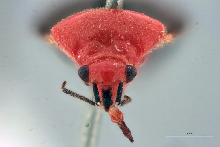 Aspidobothrus latipennis M Lt F.jpg