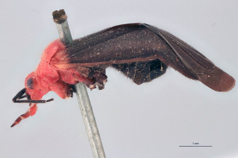 Aspidobothrus latipennis M Lt L.jpg