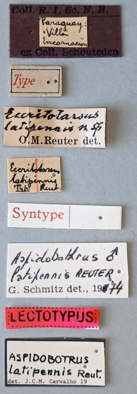 Aspidobothrus latipennis M Lt Labels.jpg