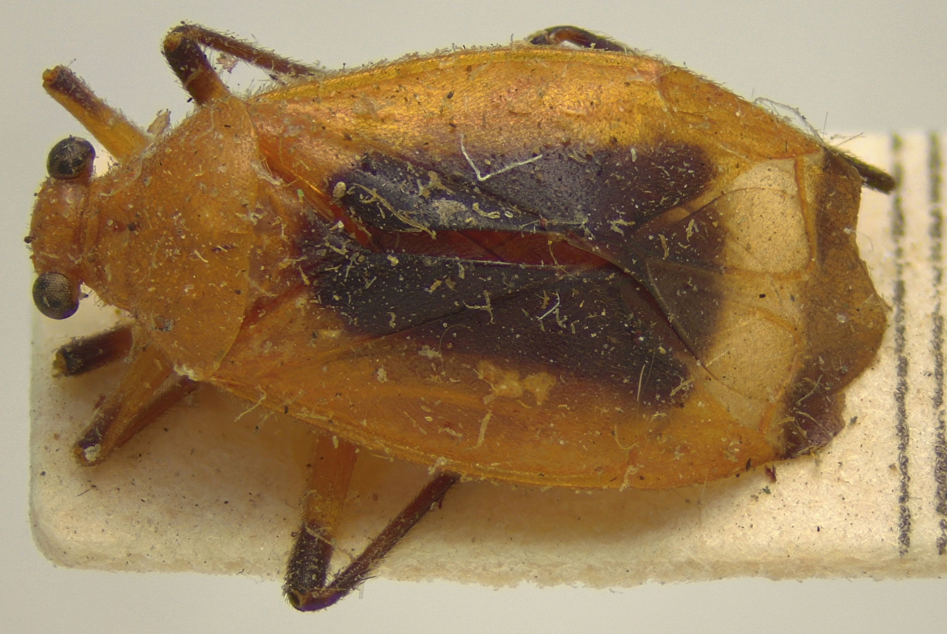 BE-RBINS-ENT Adneella amazonica Holotype Female Dorsal Jerome Constant.jpg