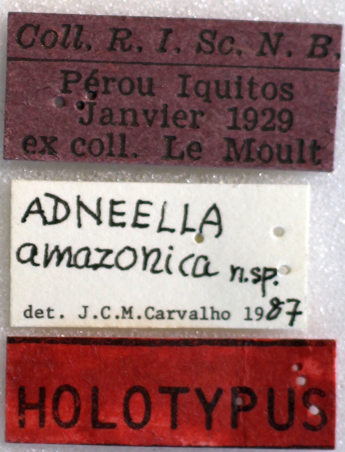 BE-RBINS-ENT Adneella amazonica Holotype Female Labels Jerome Constan.jpg