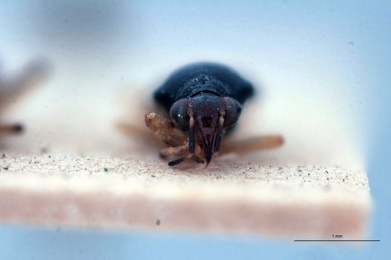 Bothrophorella nigra St F.jpg