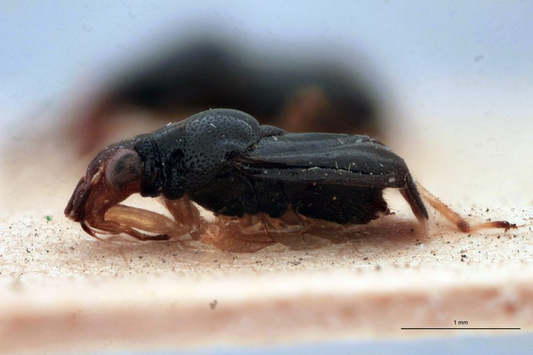 Bothrophorella nigra St L.jpg